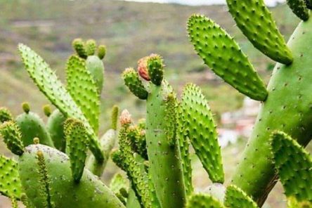 Tại sao xương rồng Nopal được coi là thần dược Mexico cho bệnh trào ngược, viêm đau dạ dày?